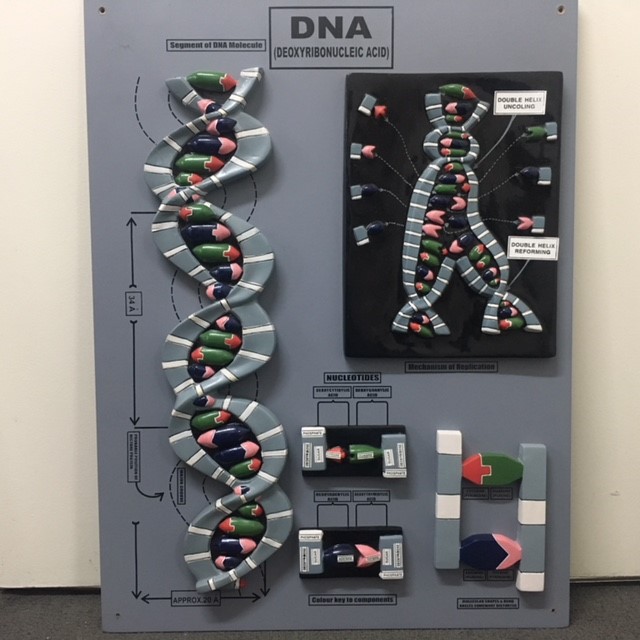 MODEL, DNA Model 45cm x 60cmH